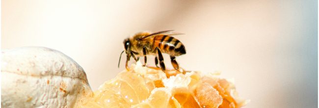 NatureBee — eCommerce Growth & Conversion Program